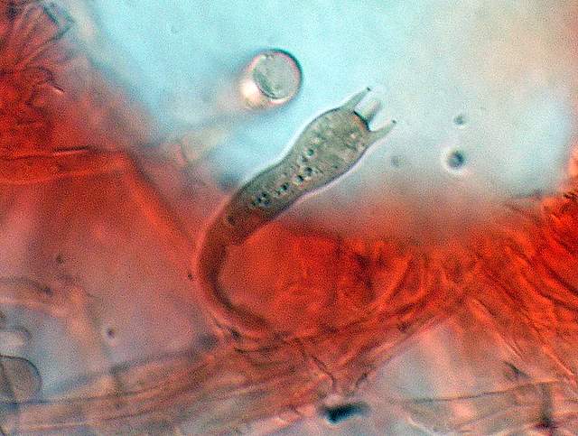 Cortinarius spec. Cod.:2899-07